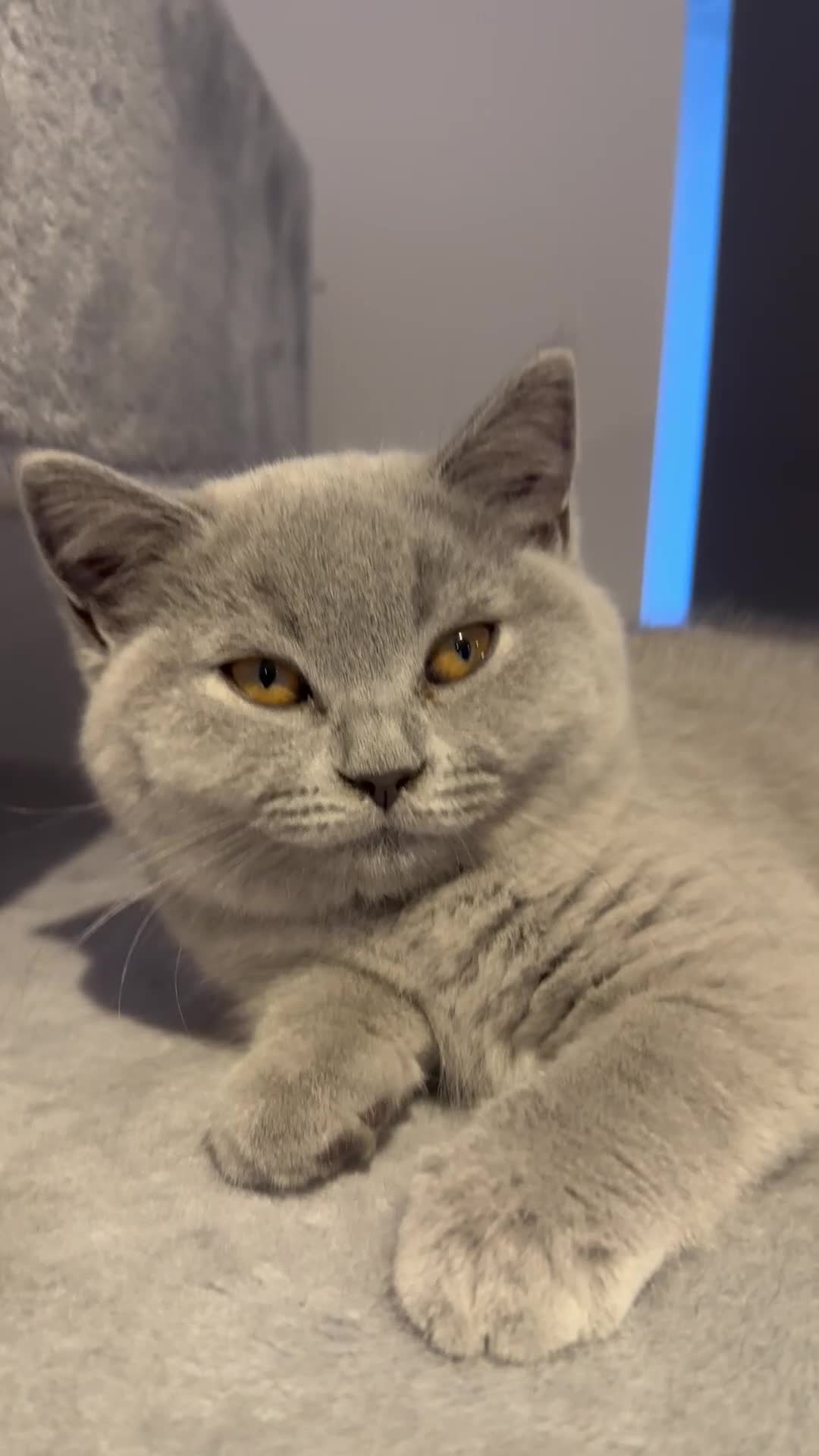 British Shorthair cats for sale: Reduced  to £600 - Video 1