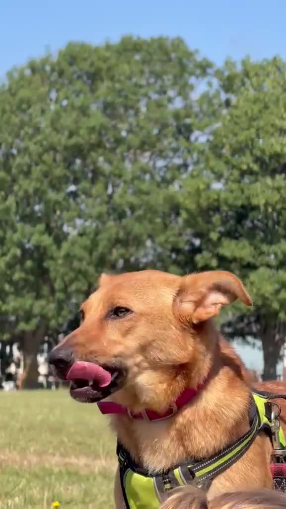 Mixed Breed dogs for adoption: ❤️🐶 YARA – THE GENTLEST LITTLE SOUL 🐶❤️ - Video 1