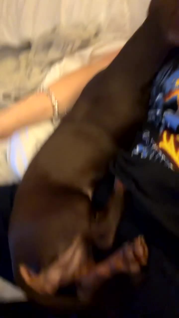 Miniature Dachshund dogs for sale: Winnie 7 months old - Video 1