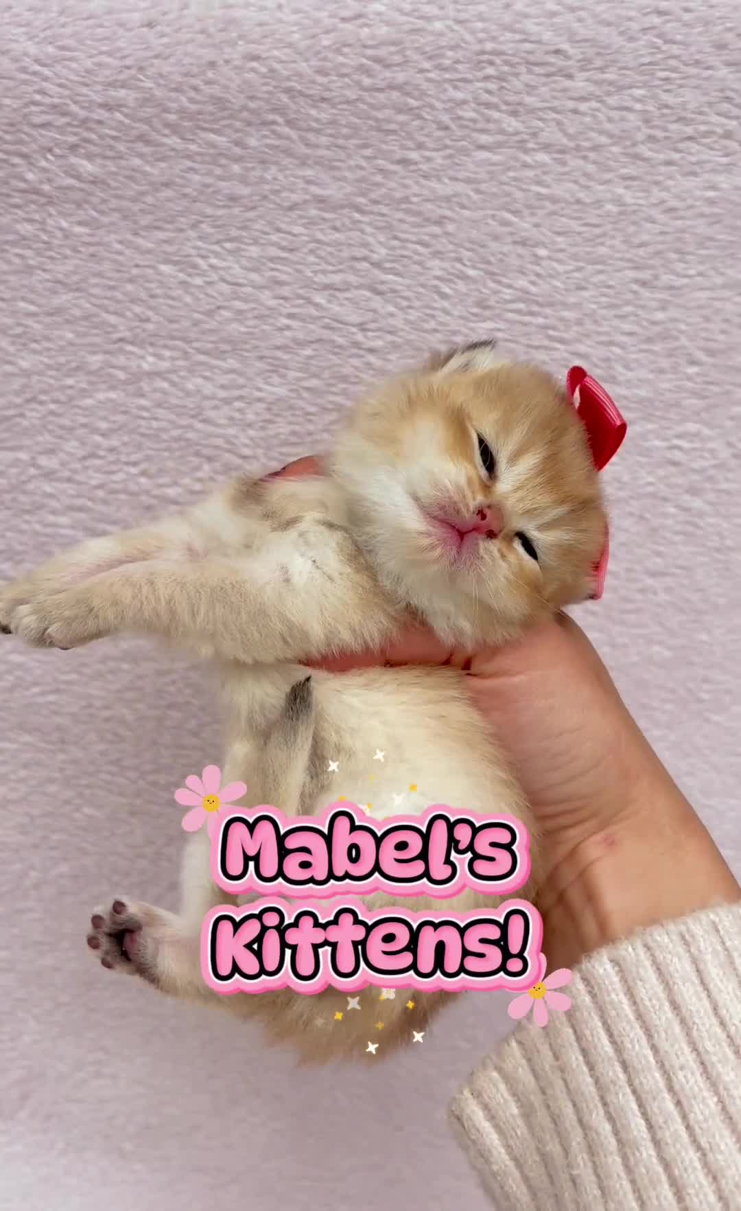 British Shorthair cats for sale: 💖 Pedigree golden chinchilla British shorthair - Video 2