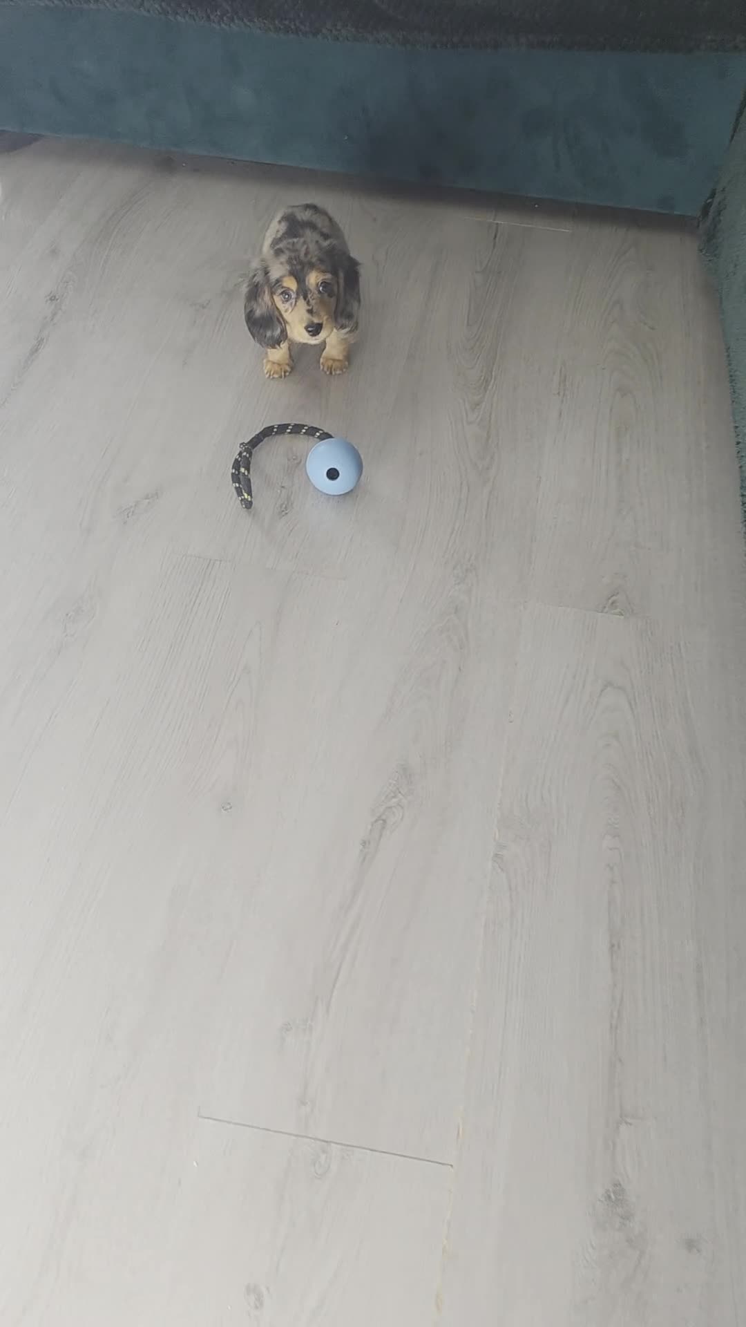 Miniature Dachshund dogs for sale: Miniature Dachshund longhaired puppy - Video 1