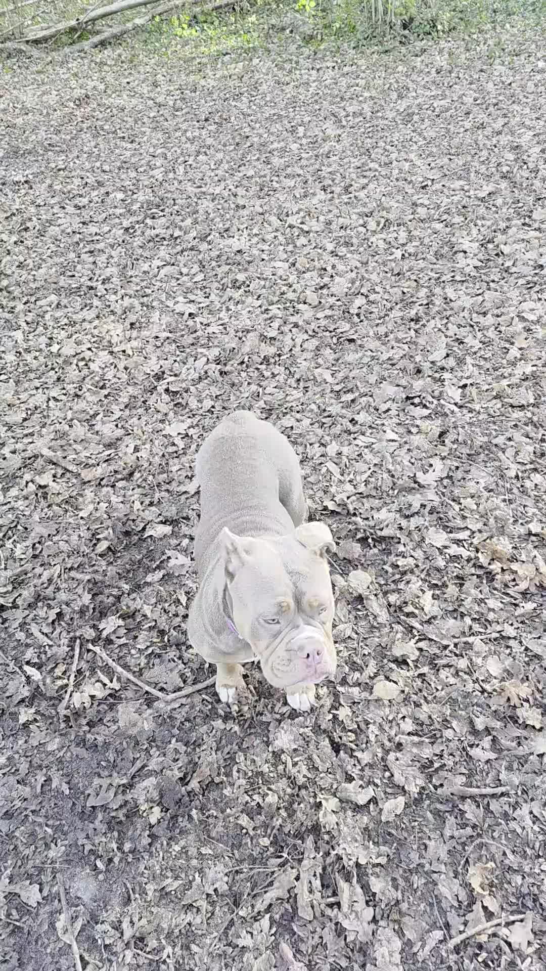 Olde English Bulldogge dogs for sale: 🐾 Nala – 08-Month-Old Old English Bulldogge  - Video 1