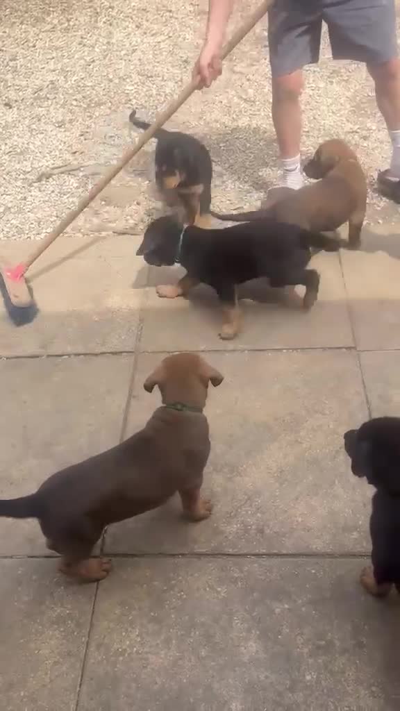 Dobermann dogs for sale: Beautiful litter of European Dobermann X - Video 2