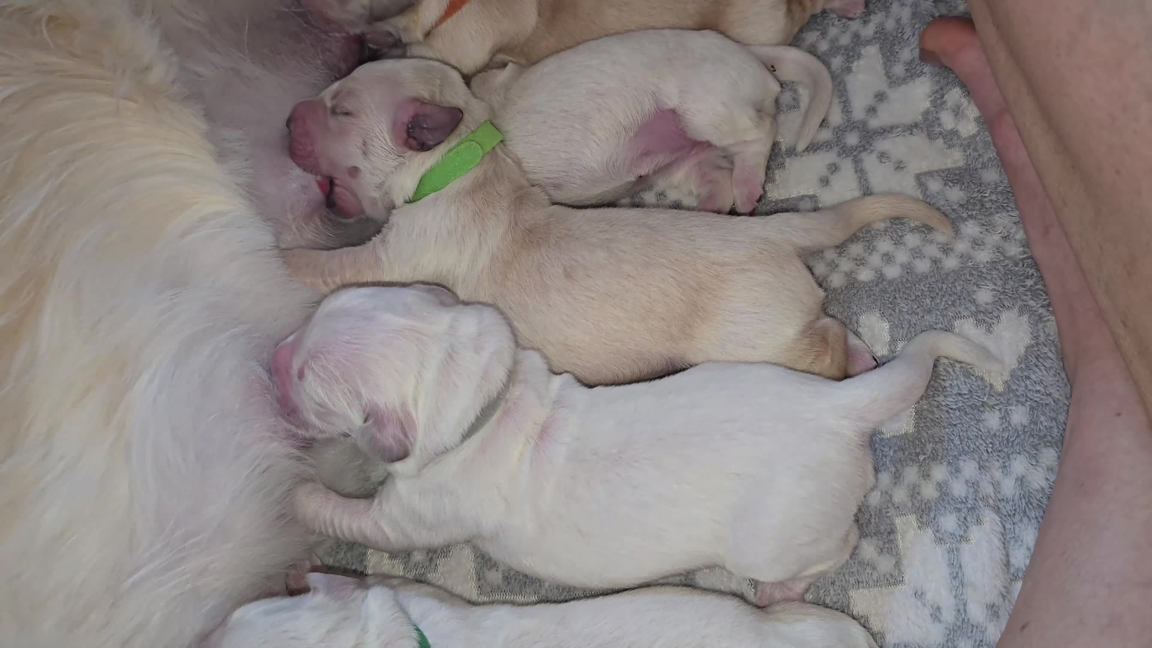 Golden Retriever dogs for sale: New arrival KC Reg Golden Retriever puppies - Video 1