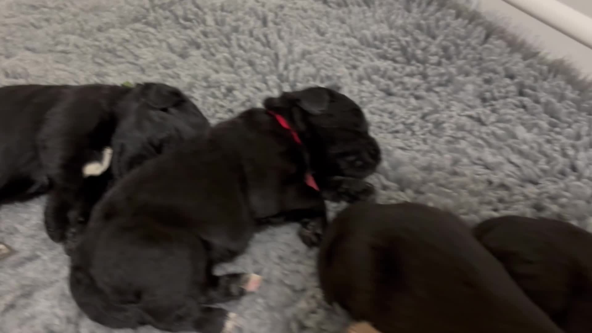 Labradoodle dogs for sale: F1 labradoodle pup. Parents health tested & KC reg - Video 3