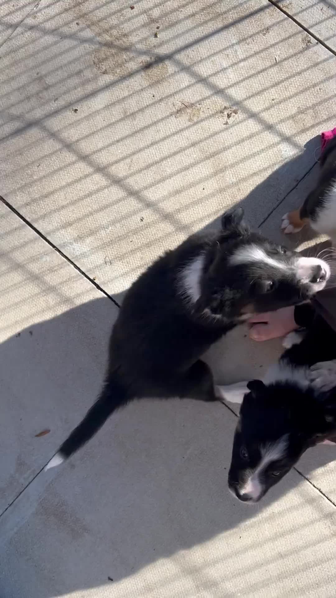 Border Collie dogs for sale: 3 lovely pups for sale - Video 3