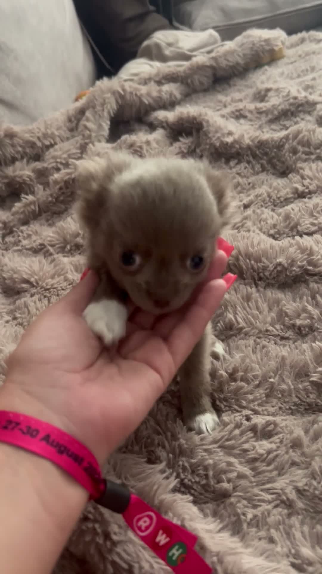 Chihuahua dogs for sale: Beautiful long haired Lilac boy  - Video 1
