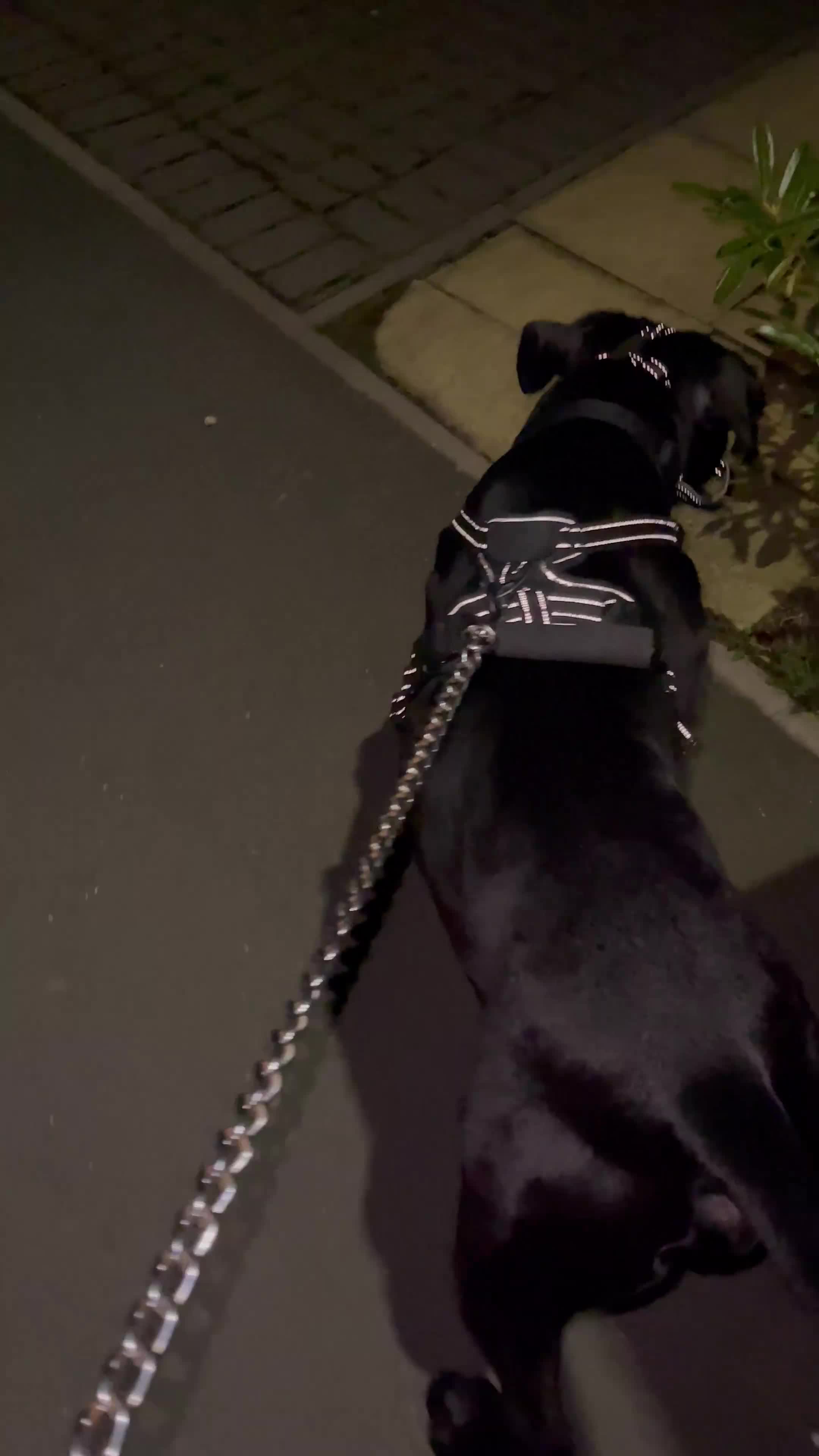 Cane Corso dogs for sale: Cane Corso - Video 1