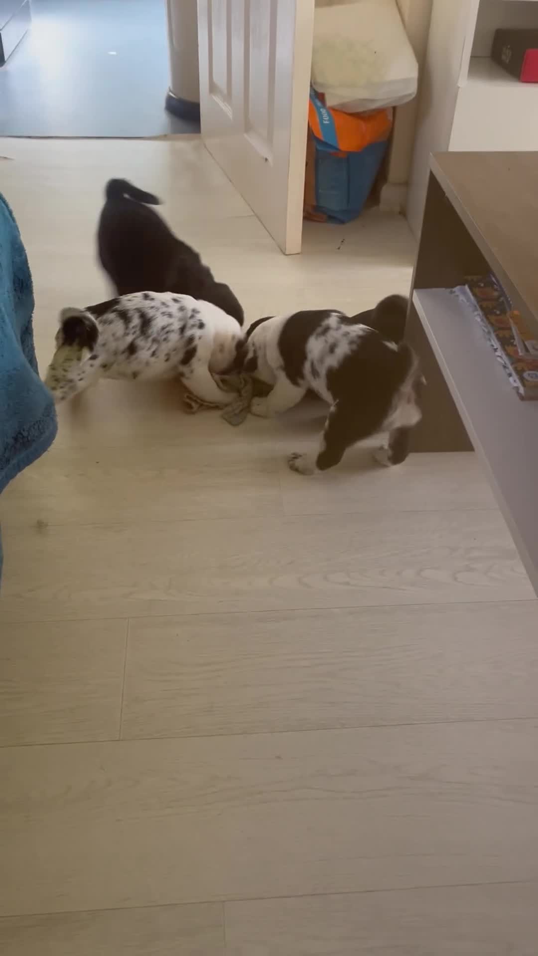 Pug dogs for sale: Loving Pug Puppies  - Video 1