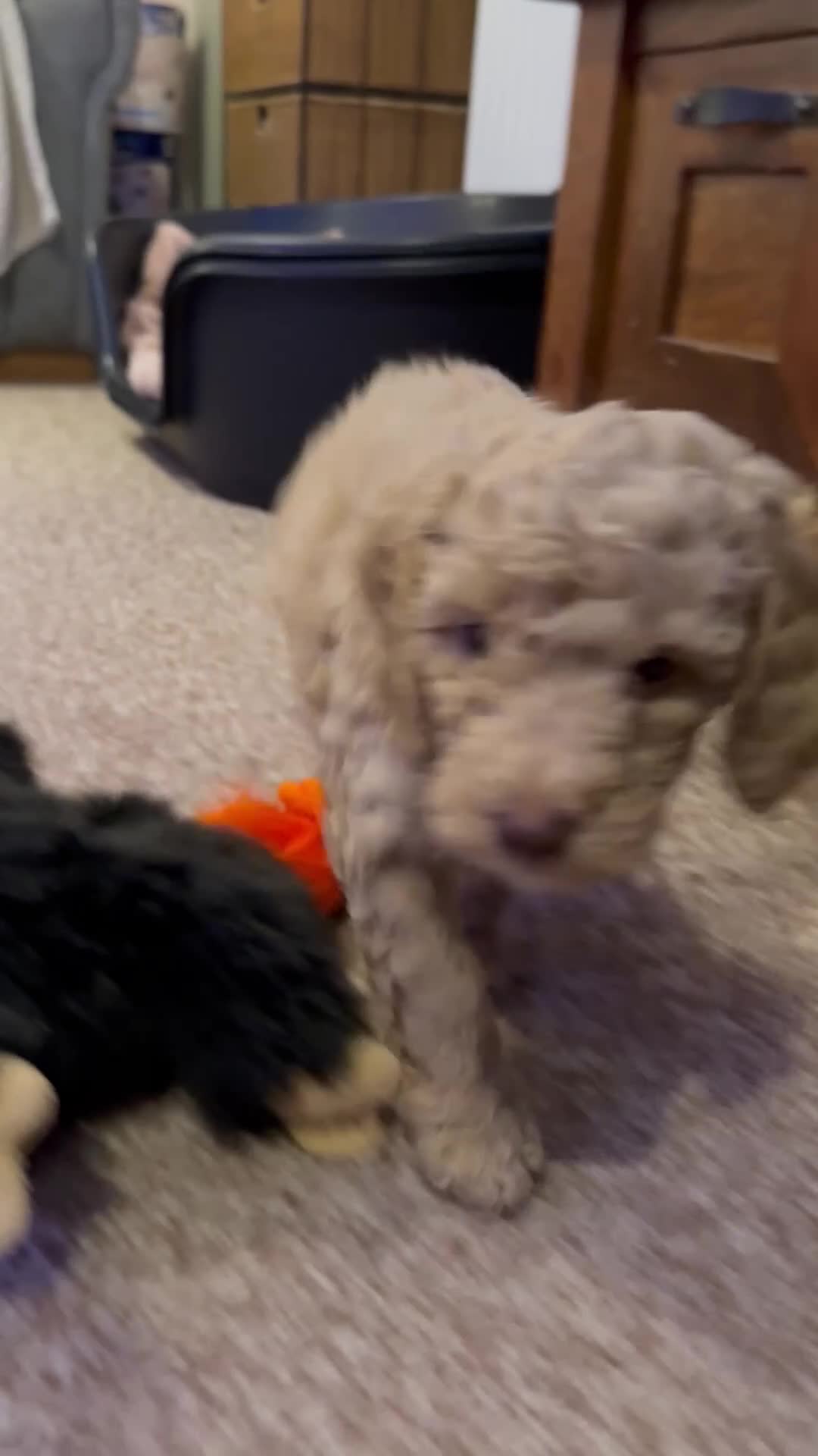 Cockapoo dogs for sale: 2BEAUTIFUL COCKAPOO MALE PUPPIES READY NOW  🐾 - Video 2