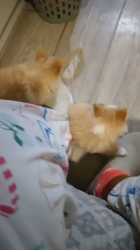 Pomeranian dogs for sale: Beautiful Tan Fox-Face Pomeranian Girls - Video 2