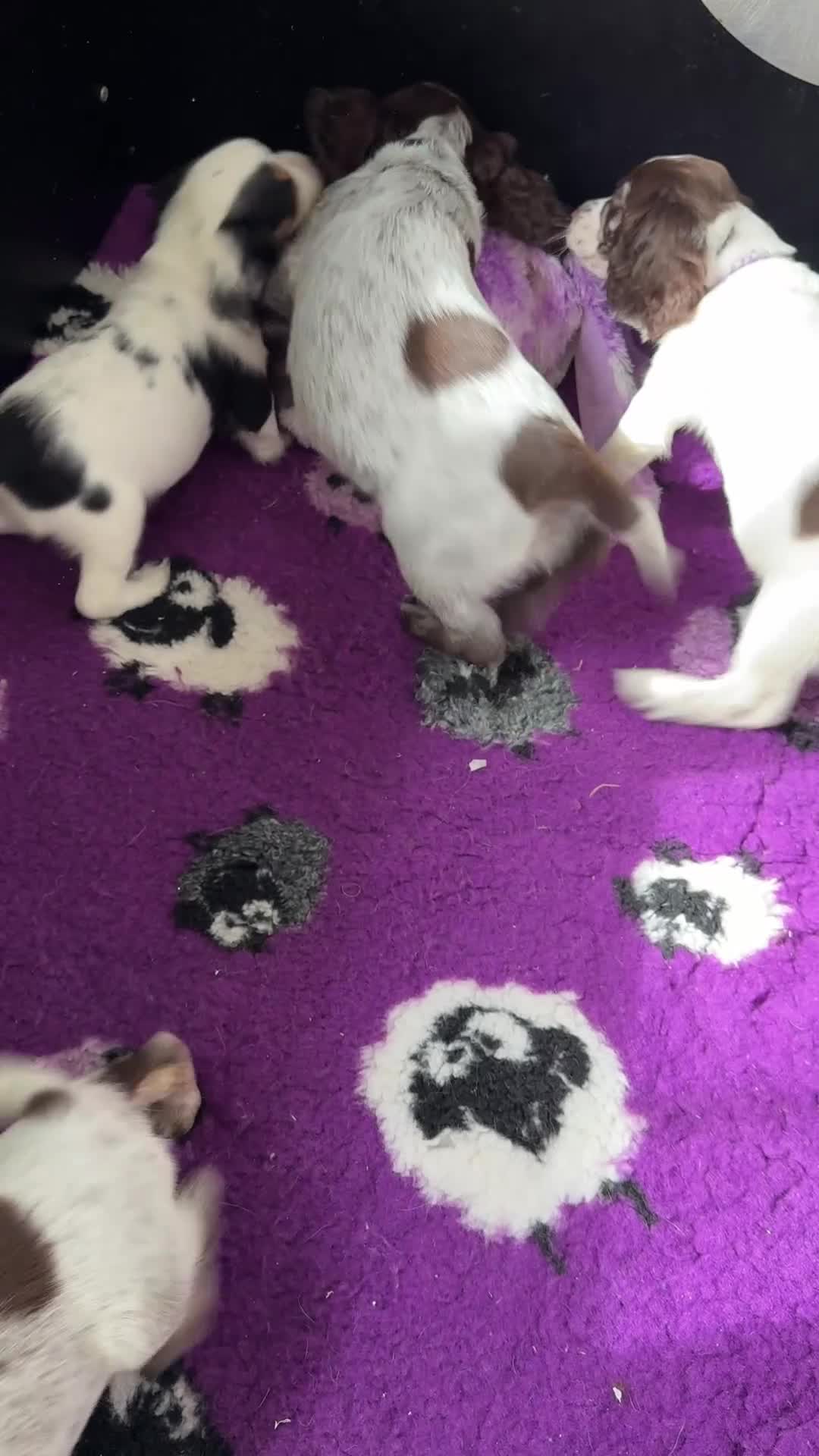Cocker Spaniel dogs for sale: Bred From Extensively Health Tested Parents - Video 1