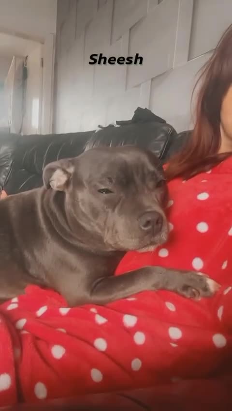 Staffordshire Bull Terrier dogs for stud: Looking for stud staff  in Mauchline - Video 2