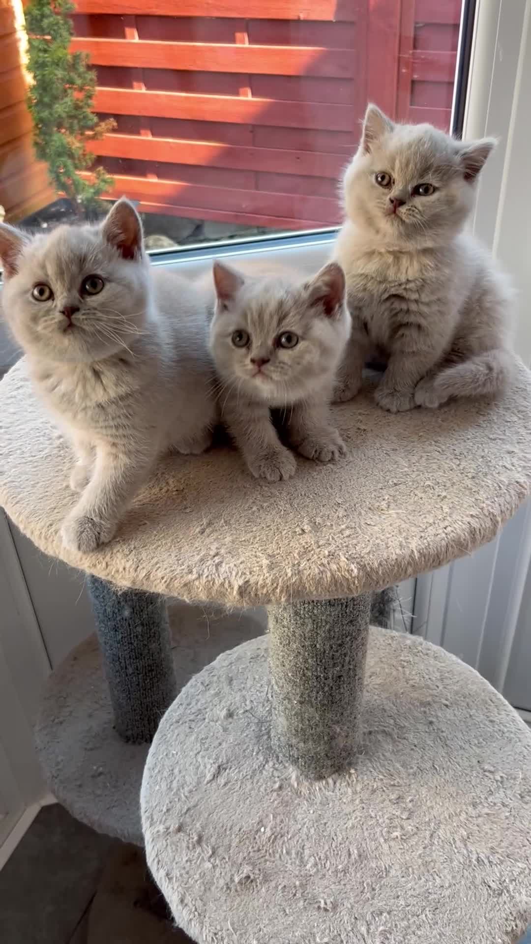 British Shorthair cats for sale: STUNNING GCCF ACTIVE LILAC KITTEN in Weston-super-Mare - Video 1