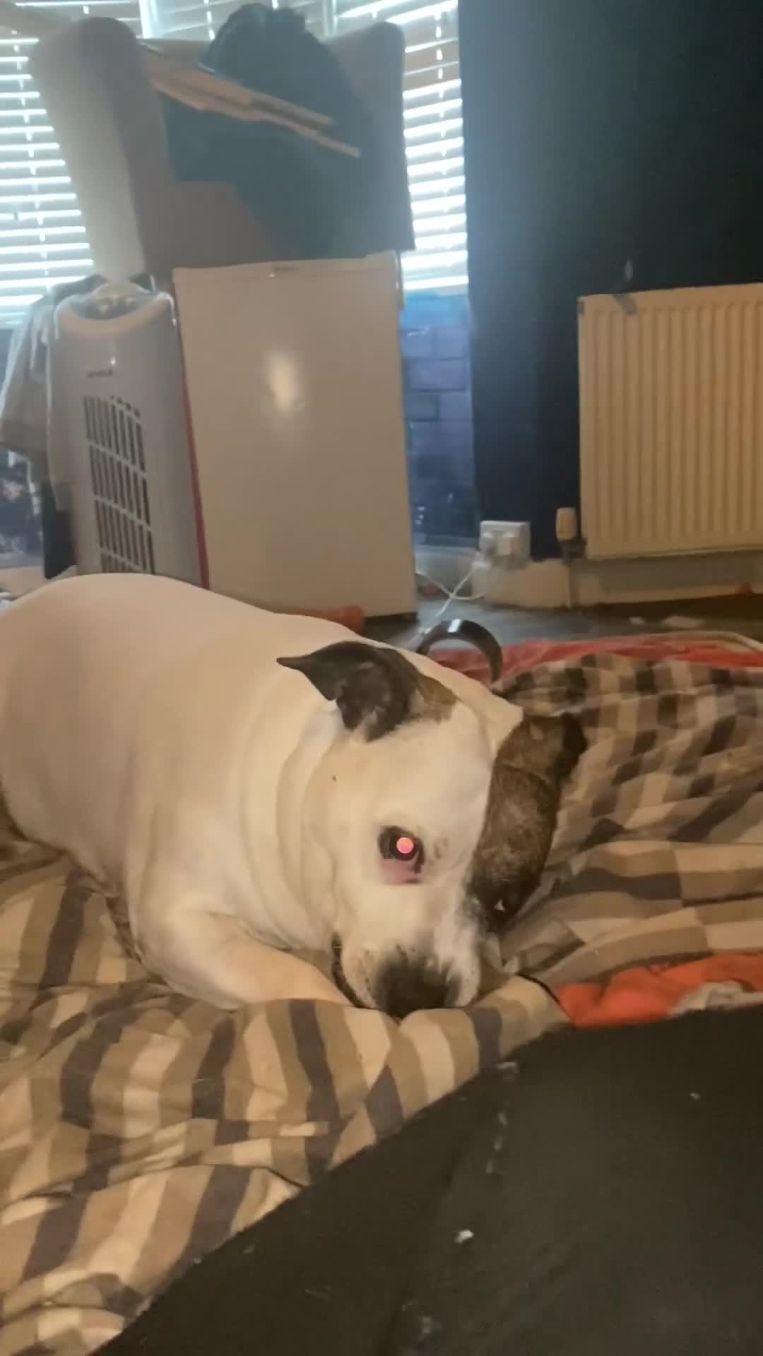 Staffordshire Bull Terrier dogs for stud: White Male Staffy for Stud (Free) - Video 1