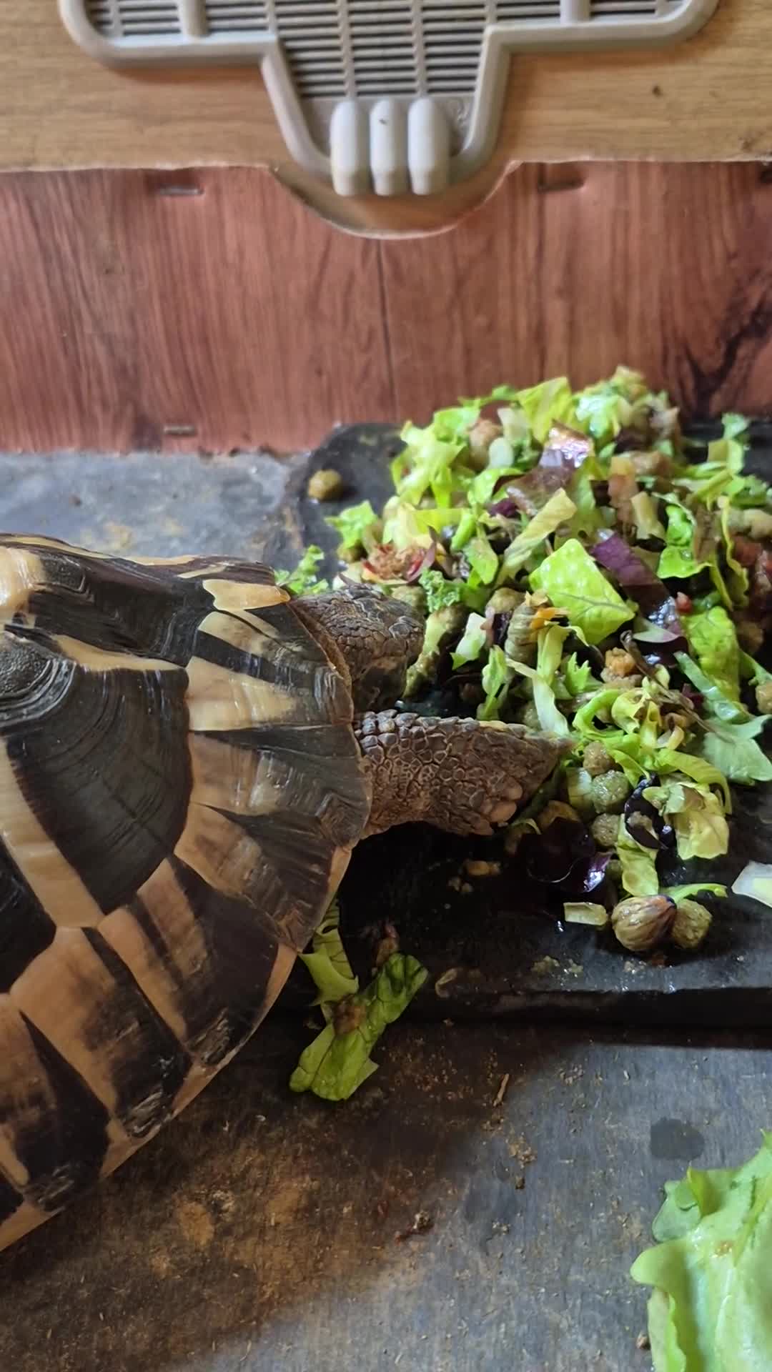 Hermann Tortoise reptiles for sale: beautiful girl  - Video 1
