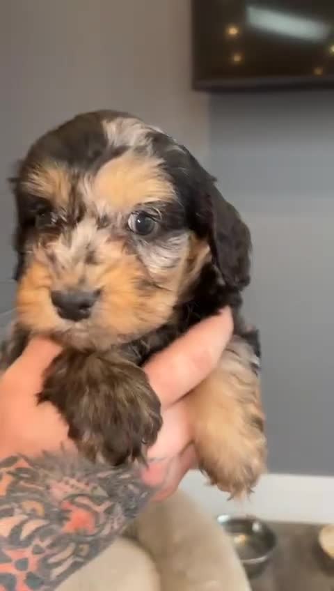 Cockapoo dogs for sale: 🩷 F1 Cockerpoo ready to go only 1 boy left  💙 - Video 4