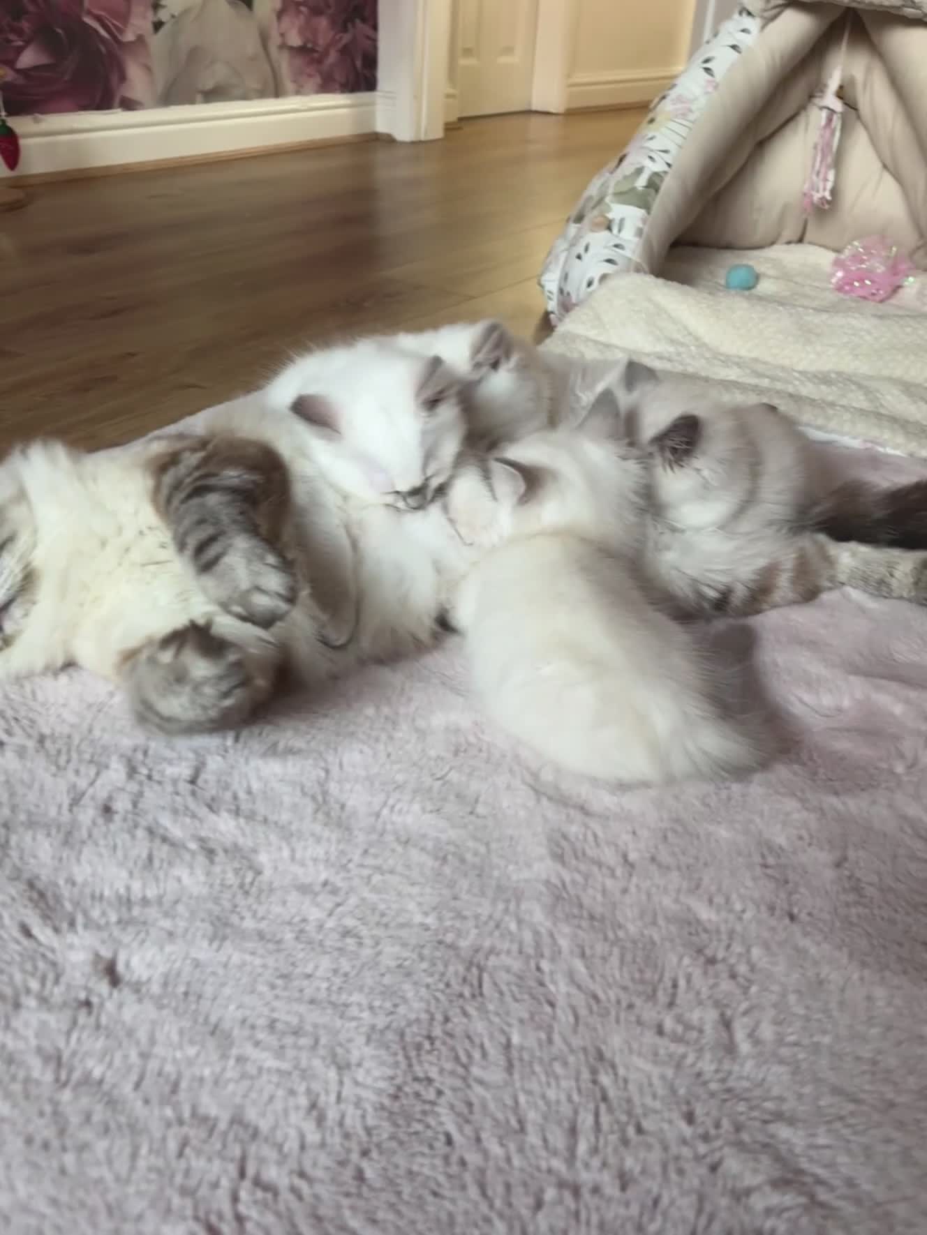 Ragdoll cats for sale: GCCF lilac male kitten - Video 2