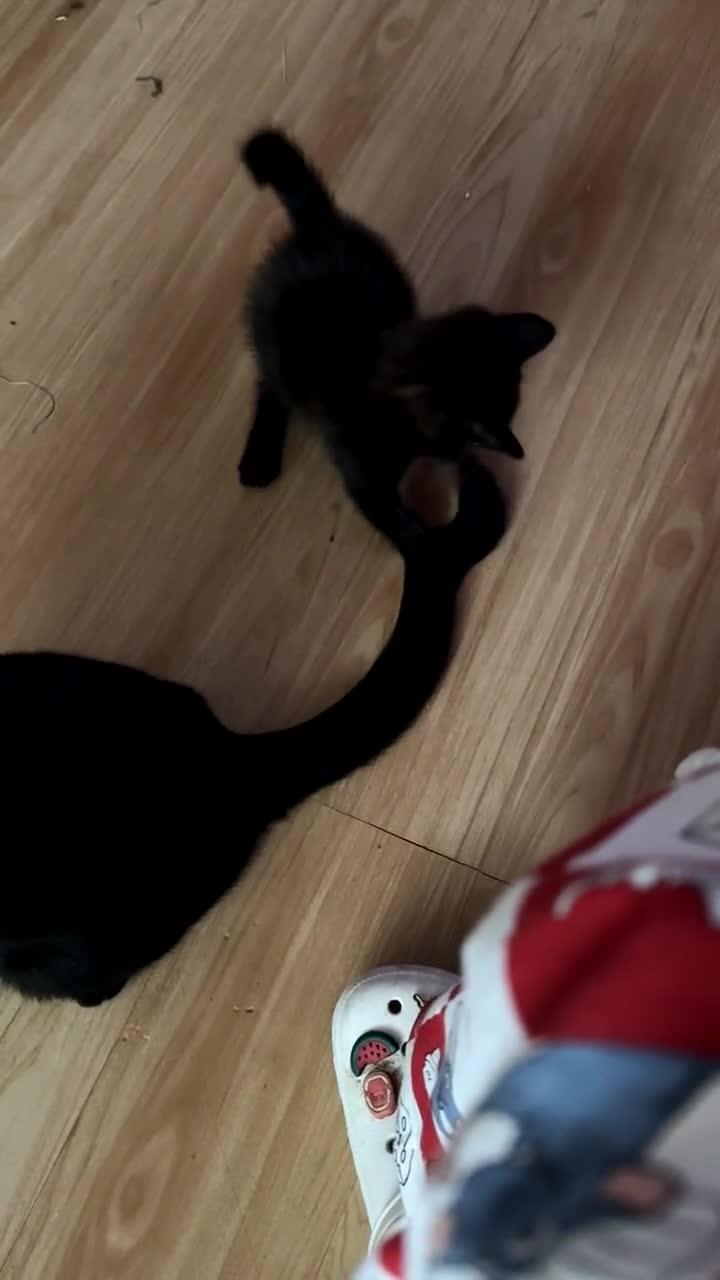 Mixed Breed cats for sale: Playful baby boy for sale - Video 2