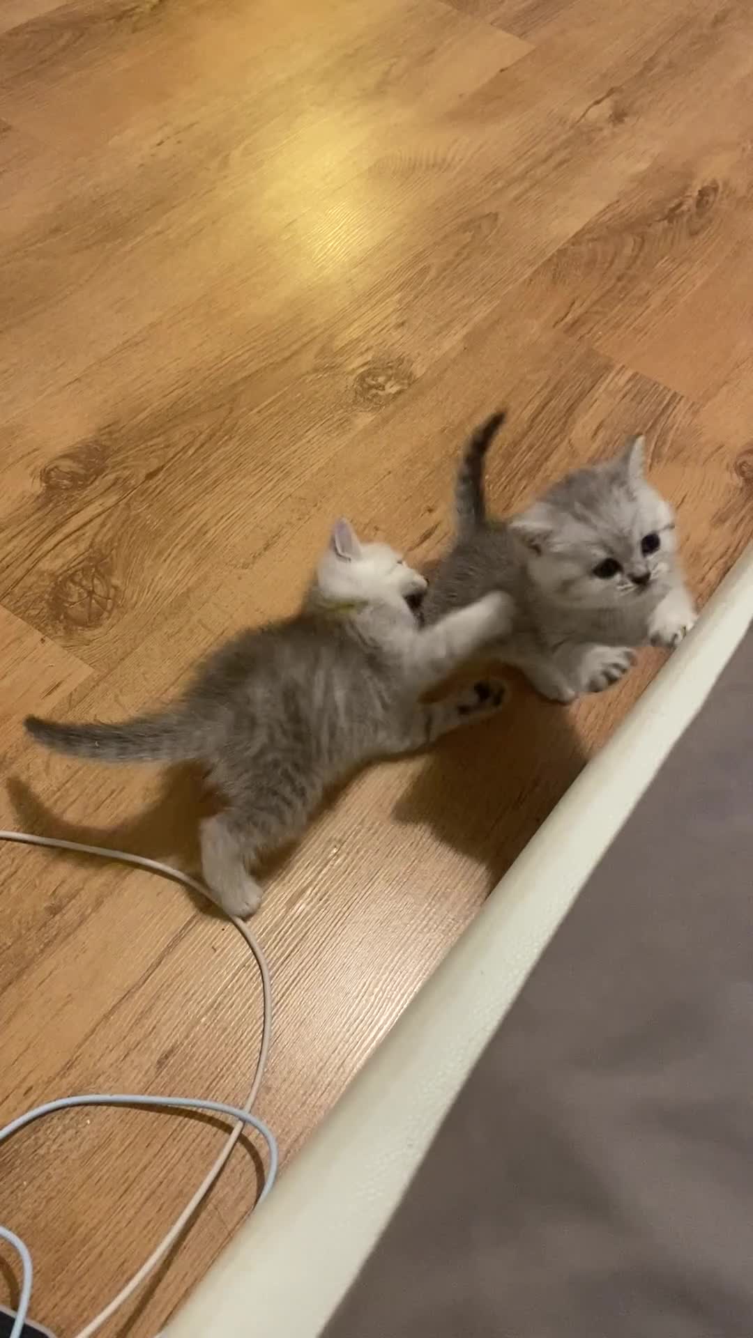 British Shorthair cats for sale: British shorthair kittens, cute and adorable  - Video 2