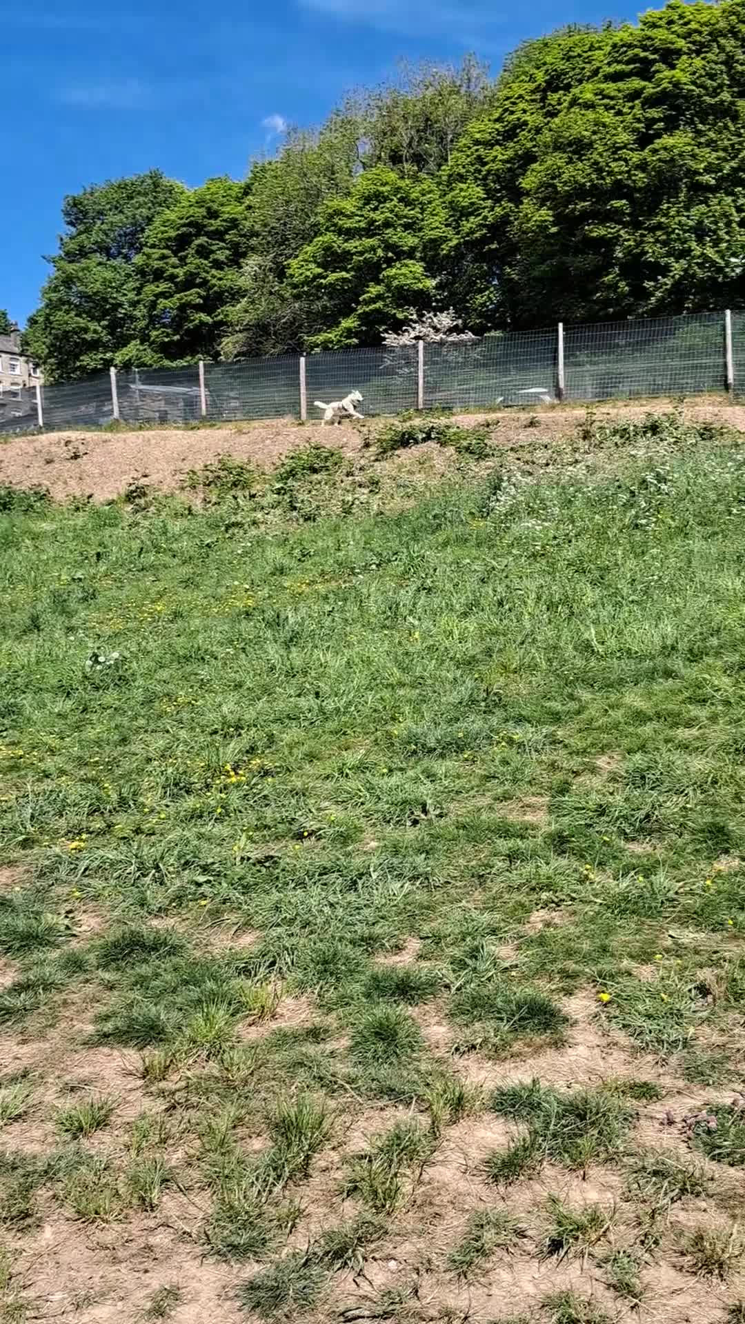 Canaan Dog dogs for sale: Handsome 6 year old canaan boy for sale  - Video 1