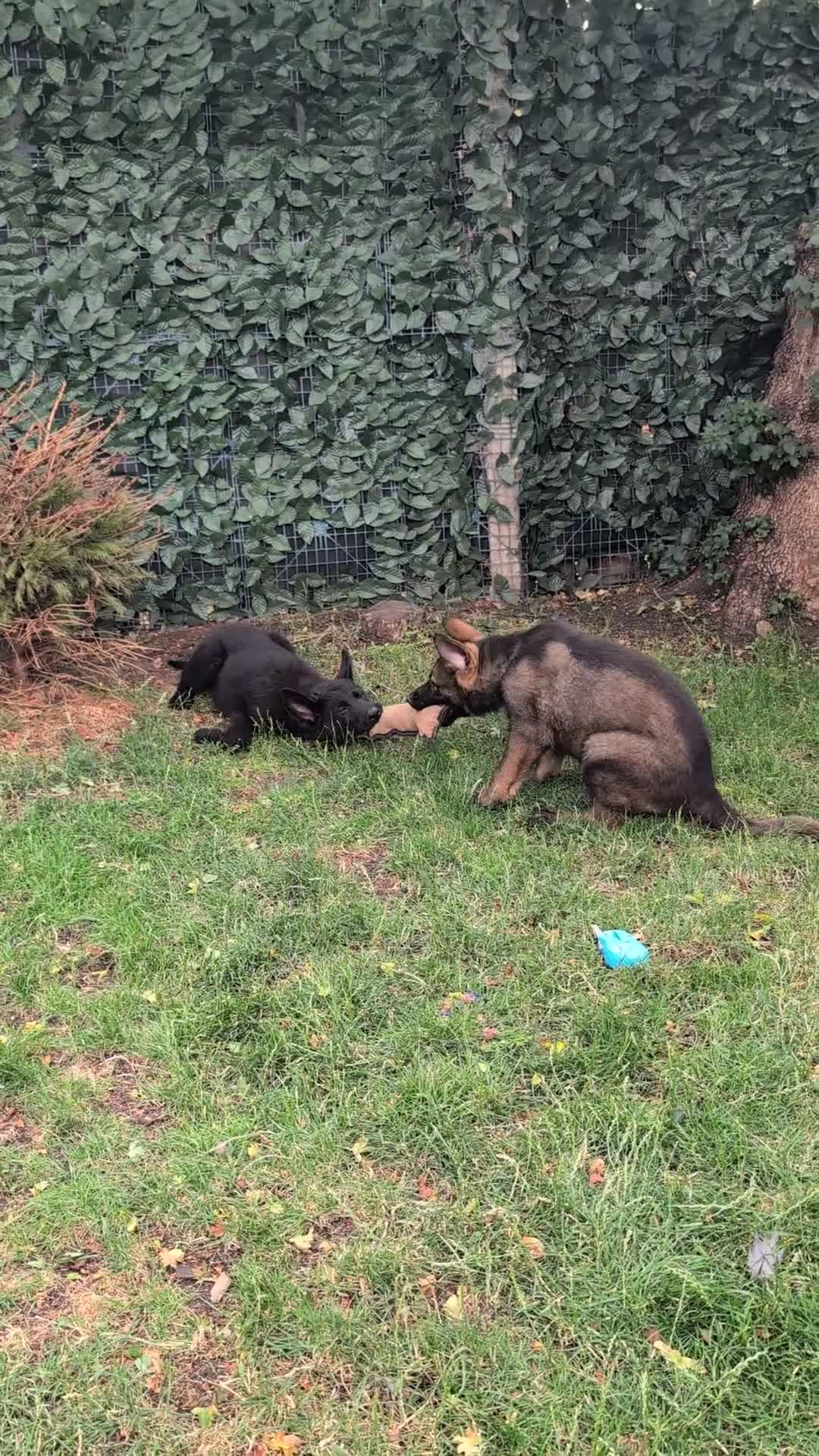 German Shepherd dogs for sale: German Shepherd puppies  in Scunthorpe - Video 1