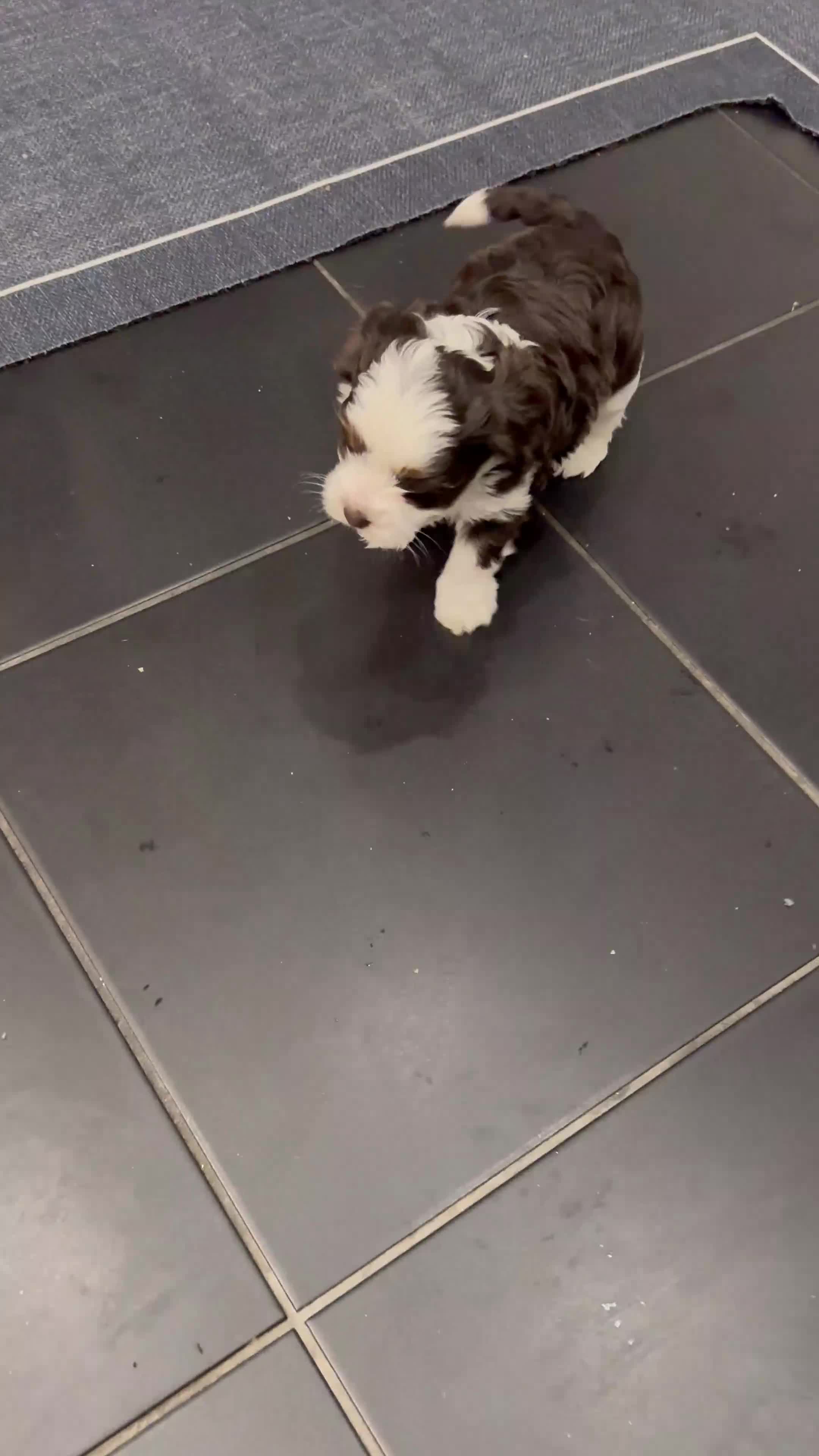 Yorkshire Terrier dogs for sale: Fluffy Little Princess Ready for HerForever Family - Video 1