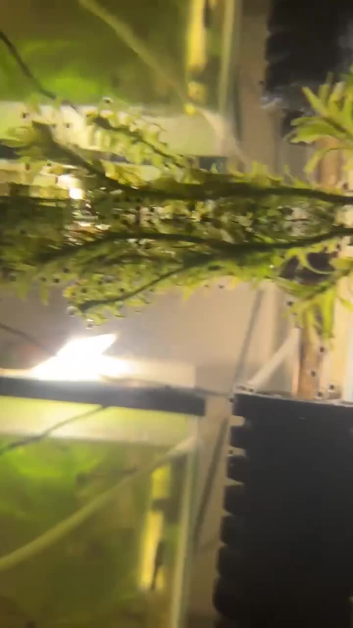 Axolotl reptiles for sale: Axolotl eggs in Ipswich - Video 1