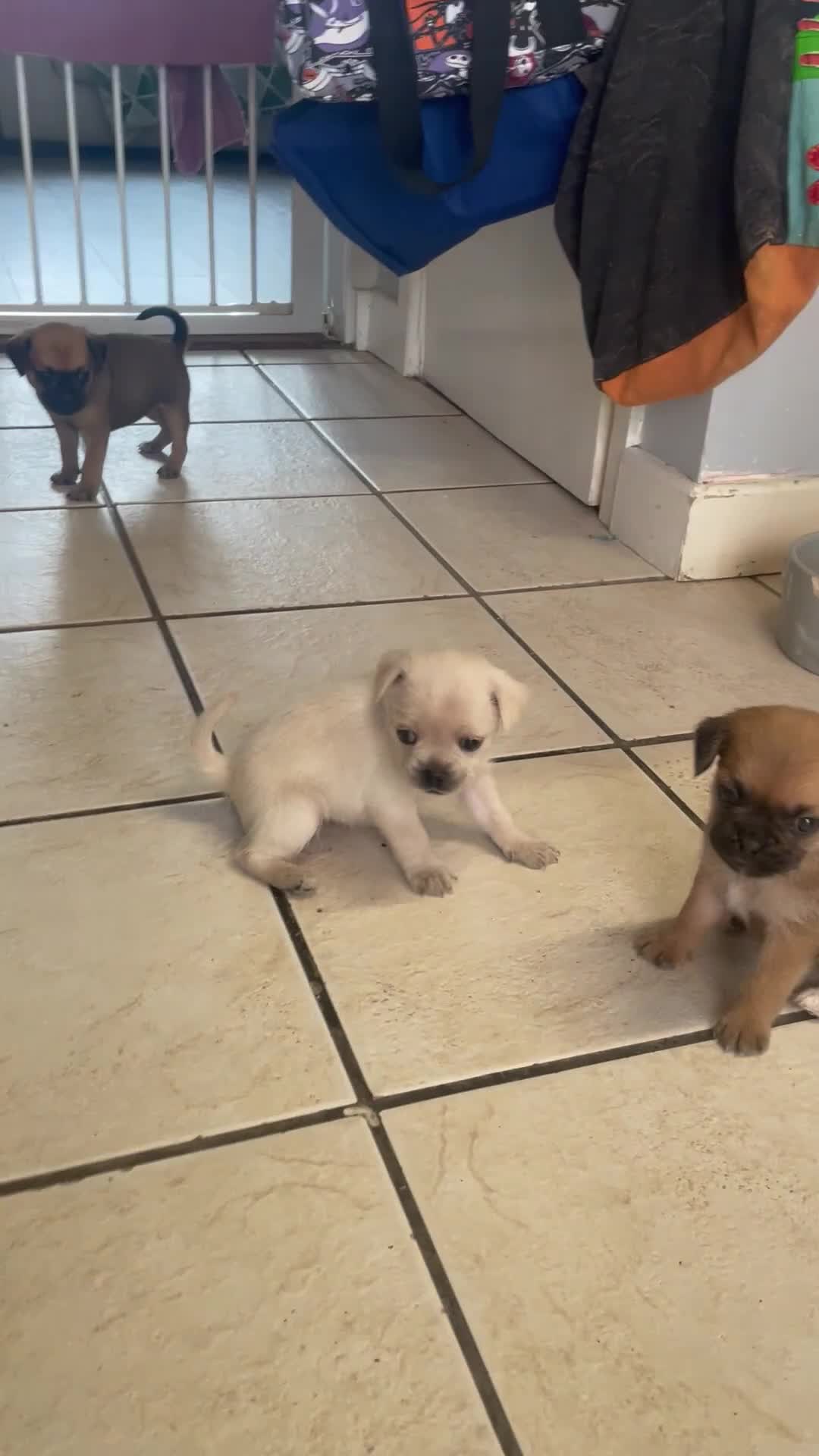 Mixed Breed dogs for sale: PUGAPOO 3 LEFT READY NOW  - Video 1