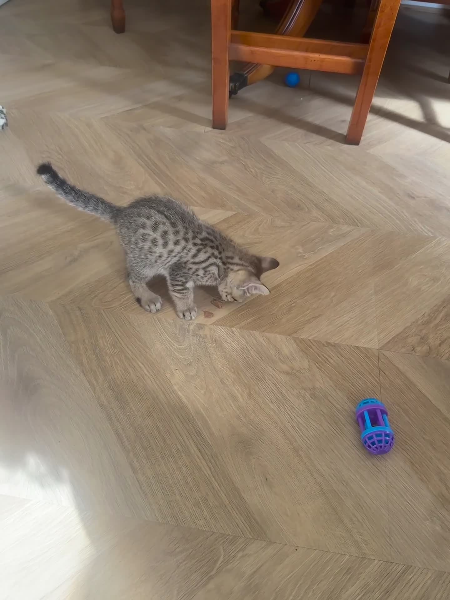 Bengal cats for sale: 2 sibling bengal kittens for sale - Video 1
