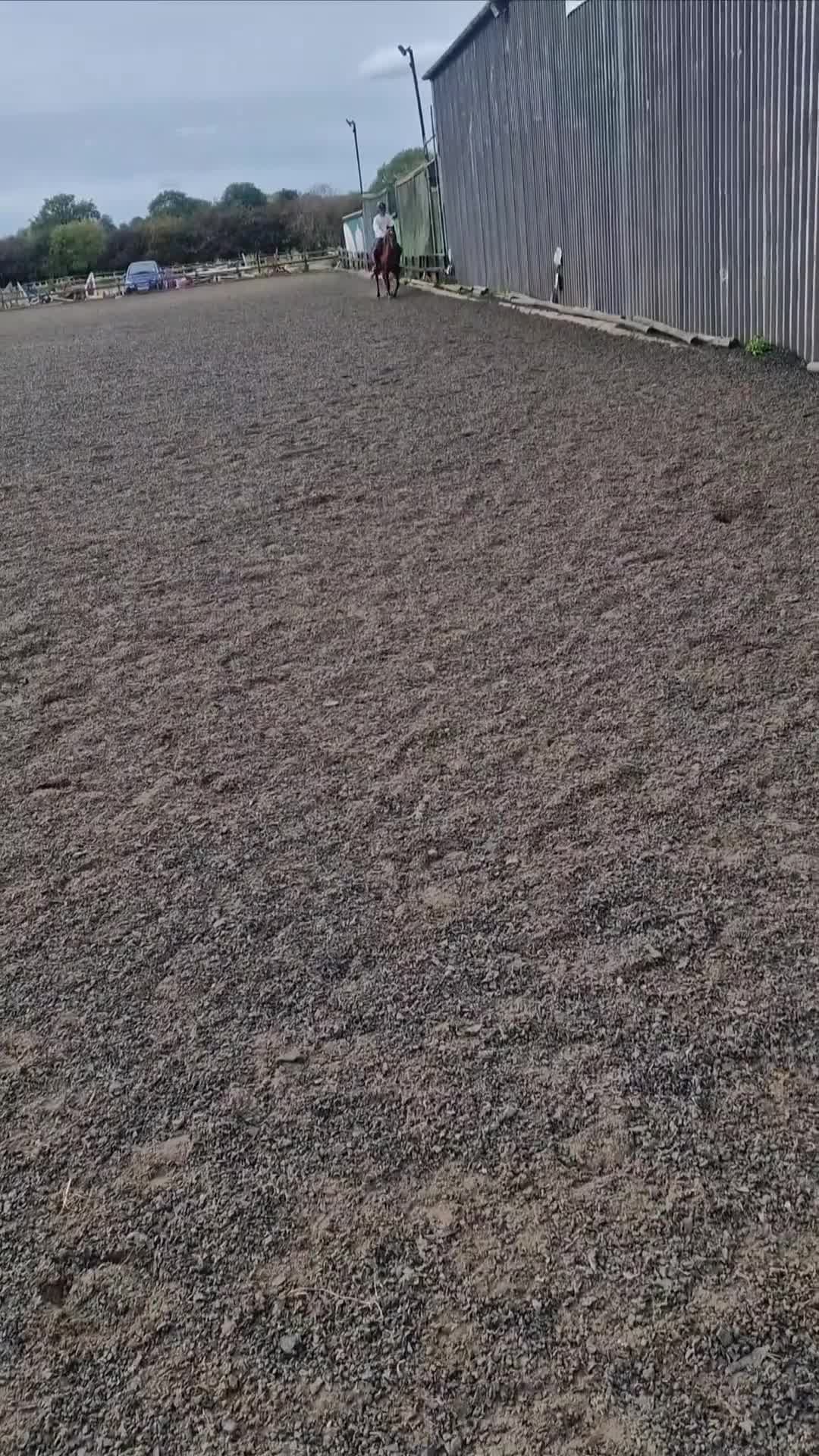 Riding pony horses for sale: Stunning show pony  - Video 3