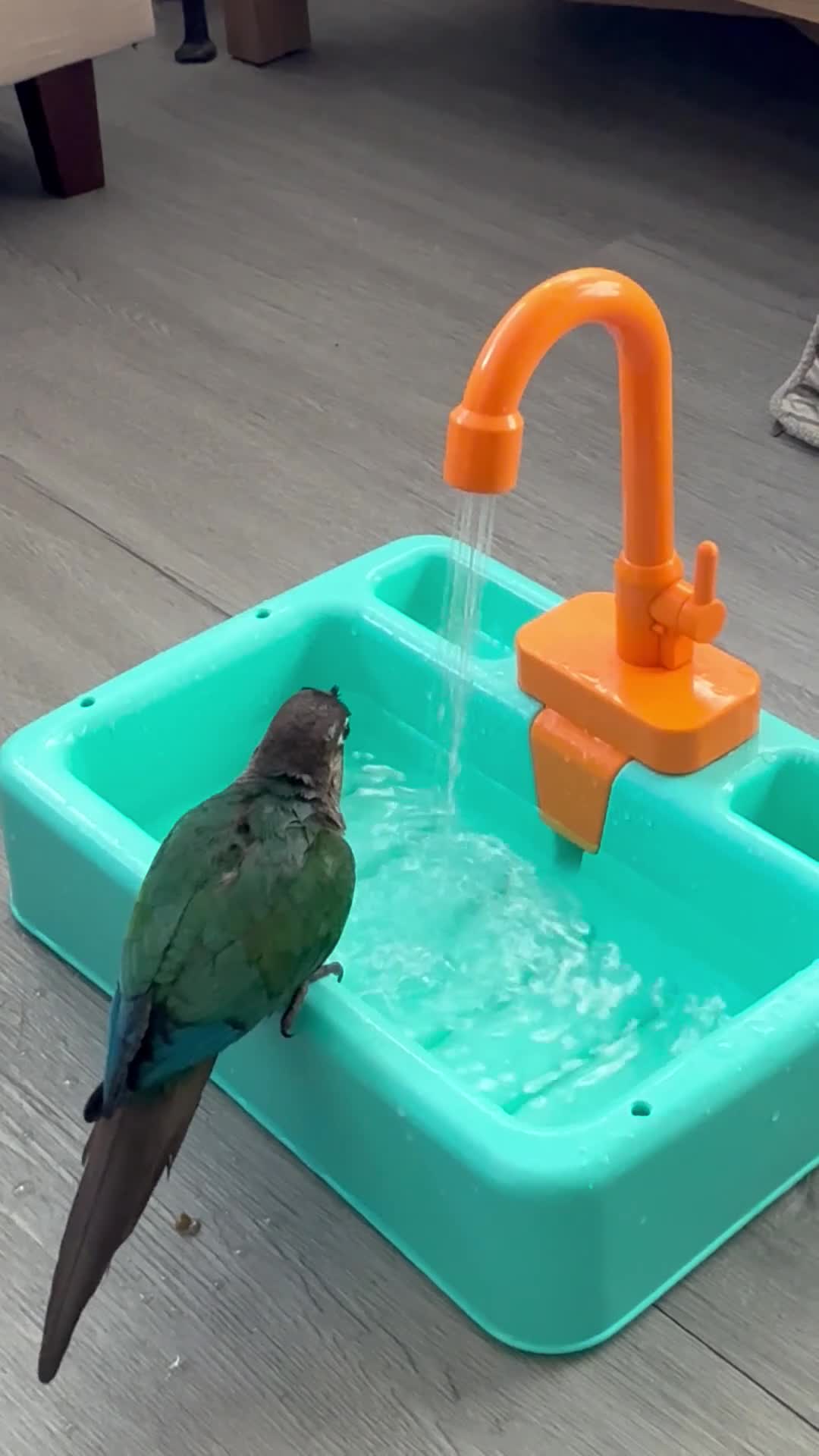 Conures birds for sale: green cheek conure for sale - Video 1