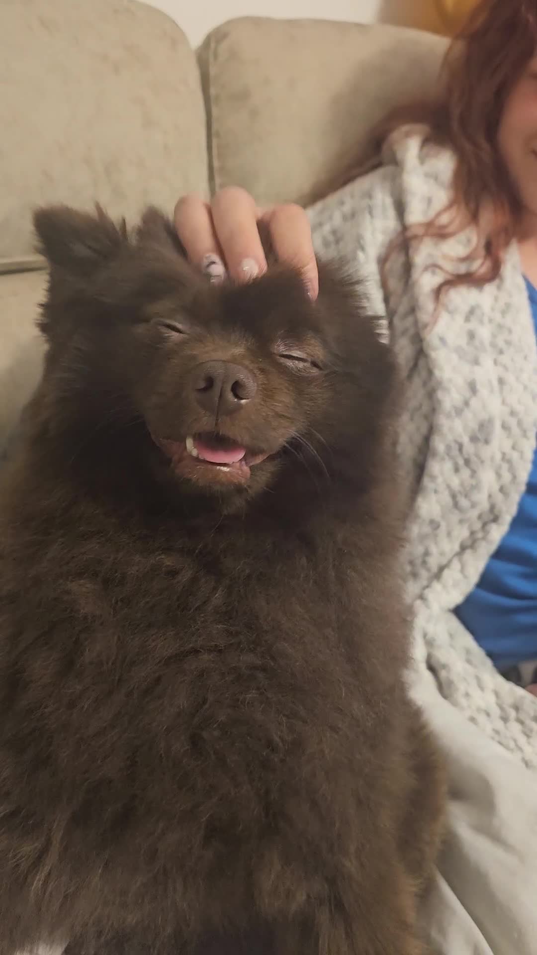 Pomeranian dogs for stud: Pomeranian dog-Bruno(boy) - Video 1