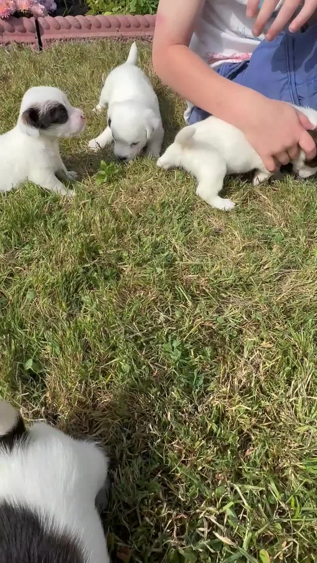 Jack Russell dogs for sale: Pedigree Jack Russell Puppies  - Video 3