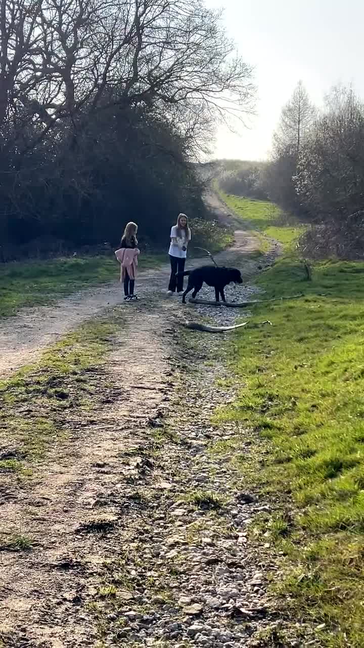Sheprador dogs for sale: Oreo 3 years  in Nottingham - Video 3
