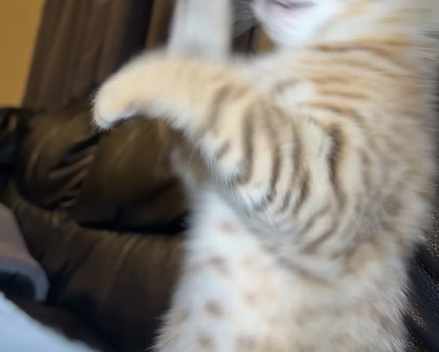 Mixed Breed cats for sale: Bengal X Scottish Straight Hybrid - Video 1