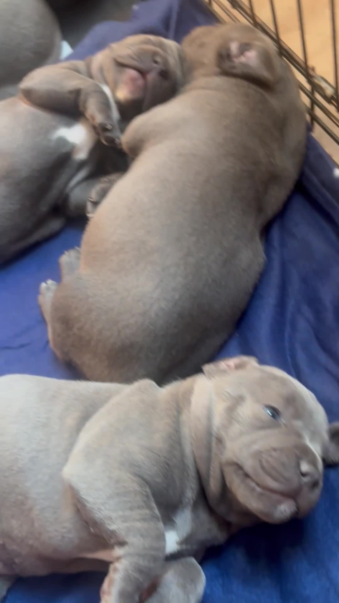 Staffordshire Bull Terrier dogs for sale: Staffordshire Bull Terrier pups - Video 3