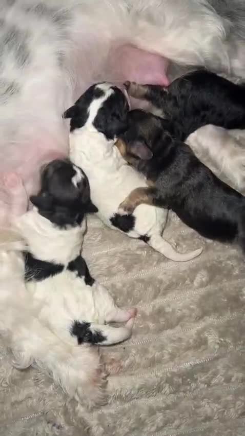 Jackapoo dogs for sale: 4 adorable jackapoo puppies  - Video 1