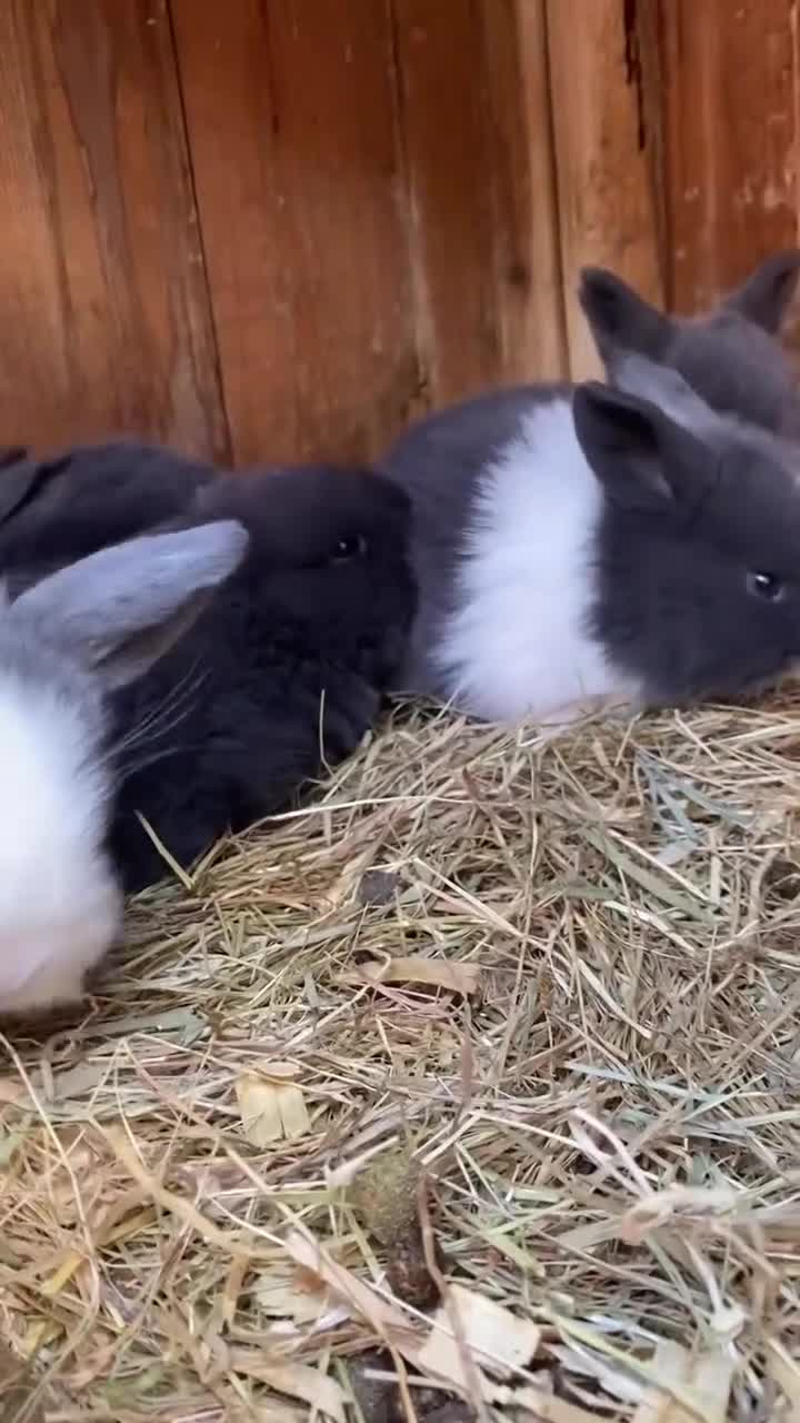 Mini Lop rabbits for sale: Mini lops ( Est since 2014 )  - Video 1