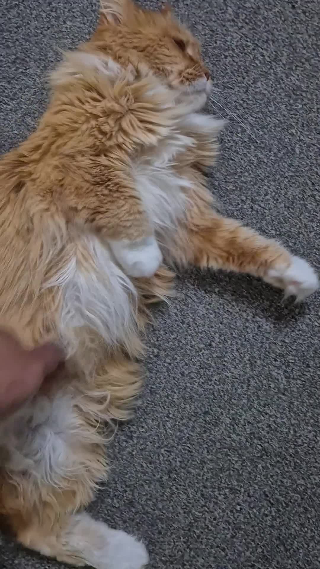 Maine Coon cats for sale: Friendly Maine Coon Female Cat - Video 1