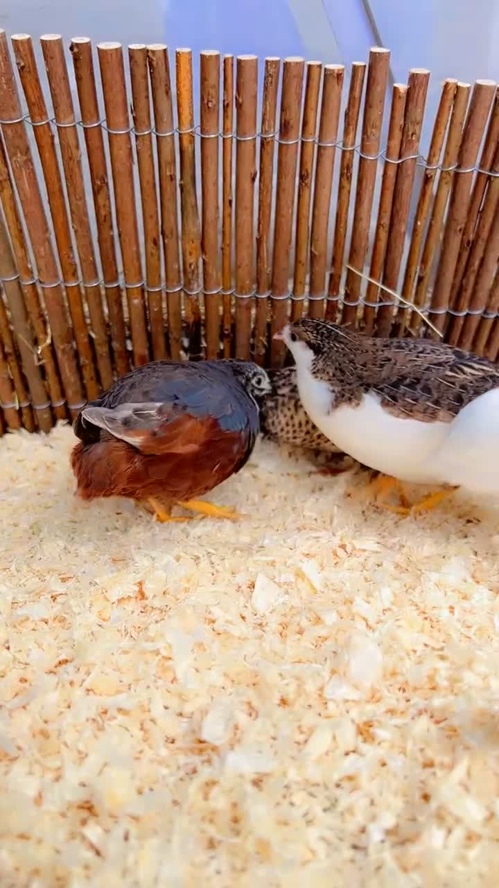 Quail poultry for sale: Chinese painted quail hatching eggs in Bradford - Video 1