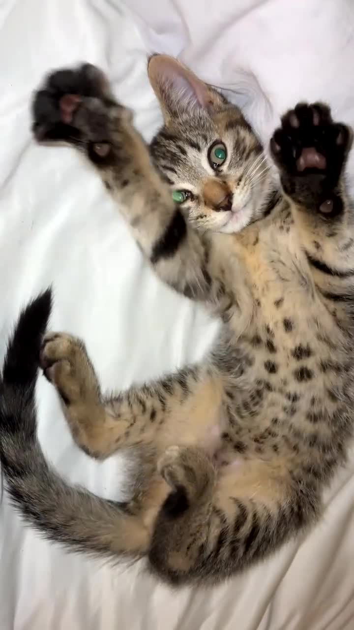 Bengal cats for sale: Two beautiful Bengal kittens  - Video 1