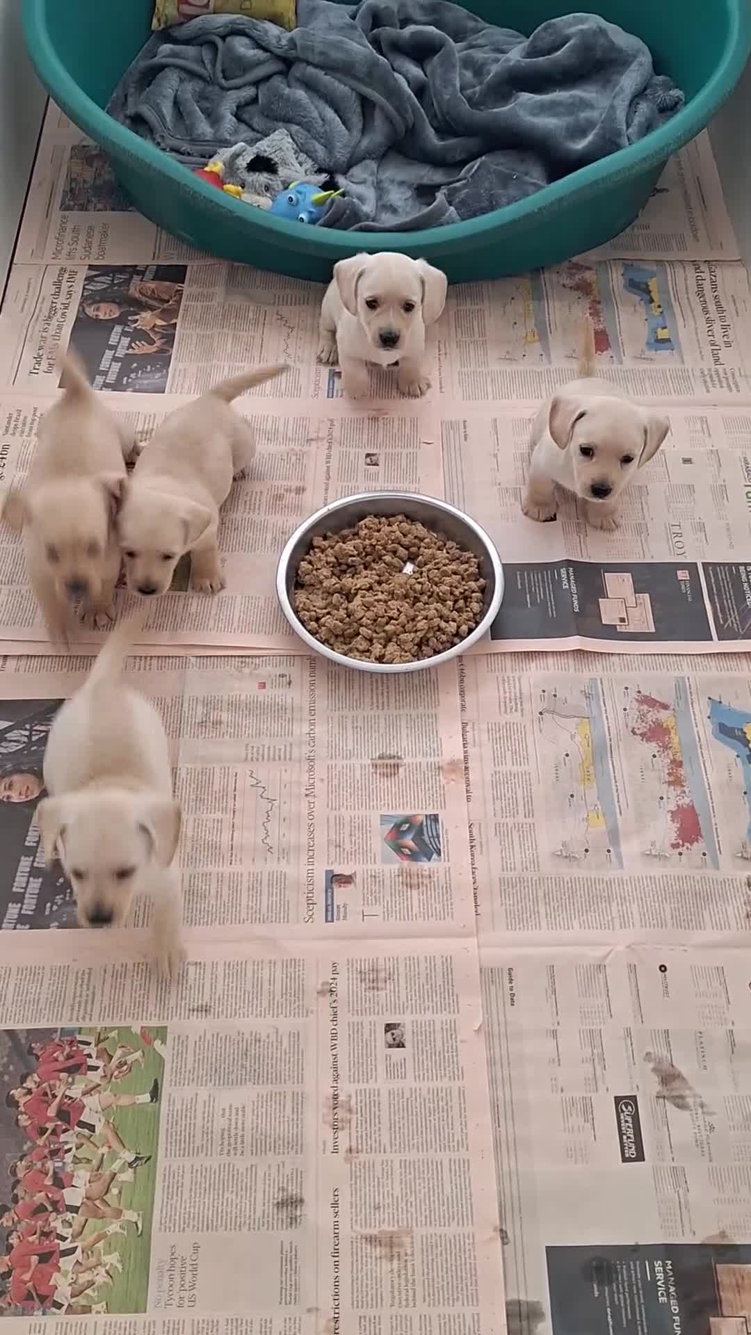 West Highland Terrier dogs for sale: WEST HIGHLAND DAXIE'S - Video 1