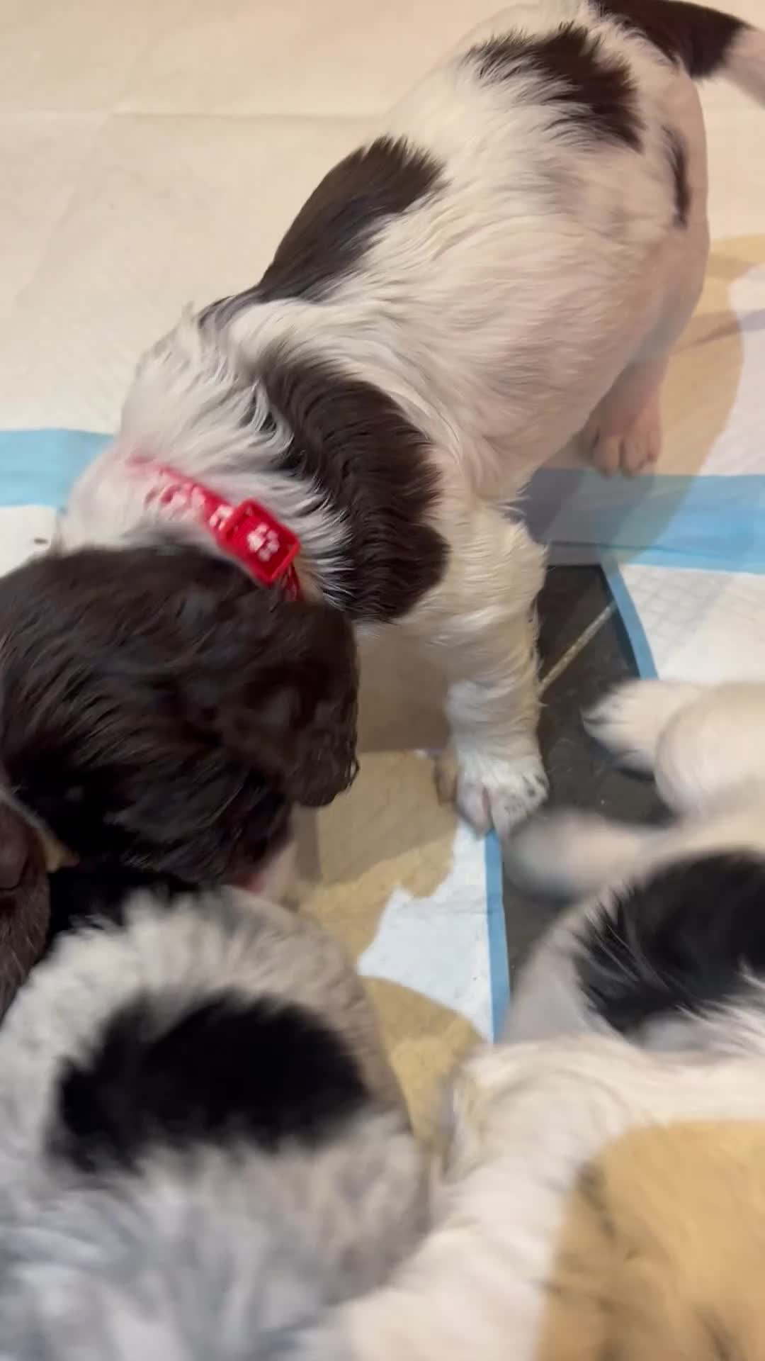 Cocker Spaniel dogs for sale: KC Registered Working Cocker Spaniel Puppies  - Video 1