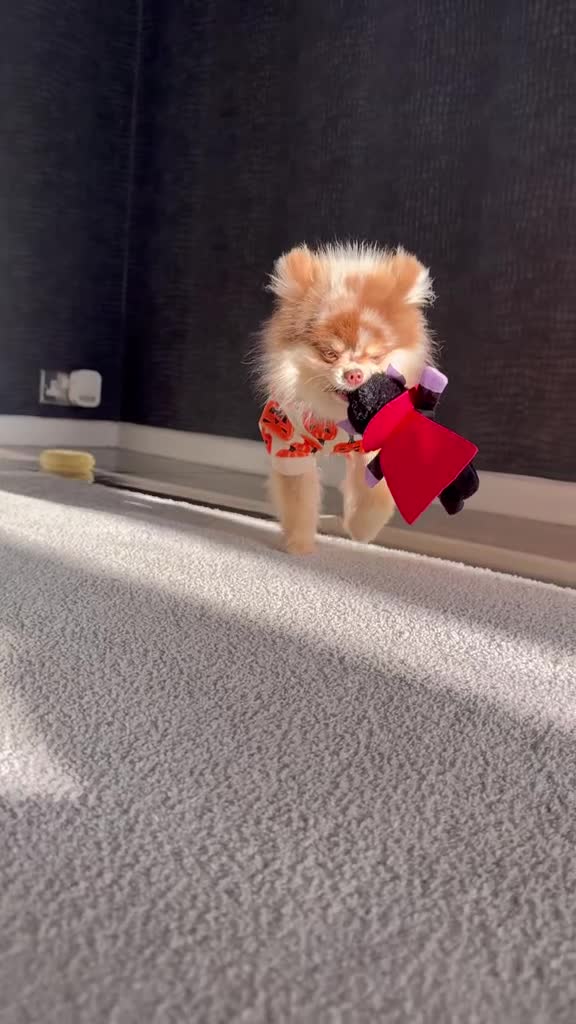 Pomeranian dogs for stud: STUD🧬🦴 - Video 4