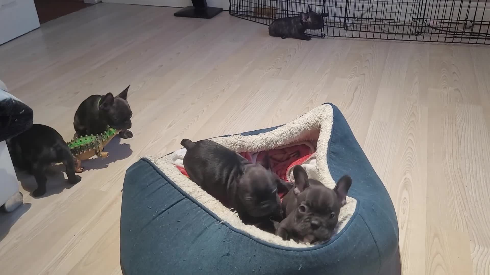 French Bulldog dogs for sale: 2 Girls and 4 Boys - Video 3