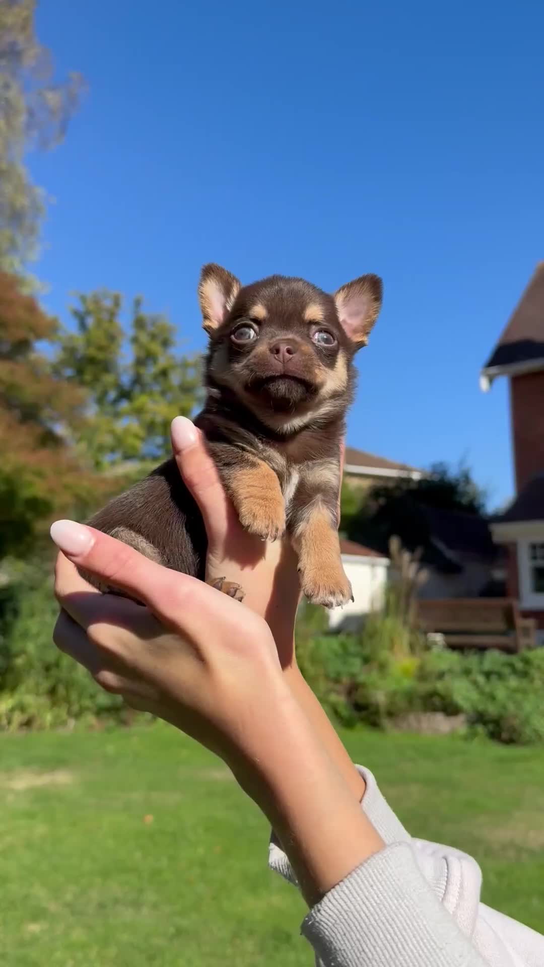 Chihuahua dogs for sale: Chihuahua Boys Short Haired  - Video 1