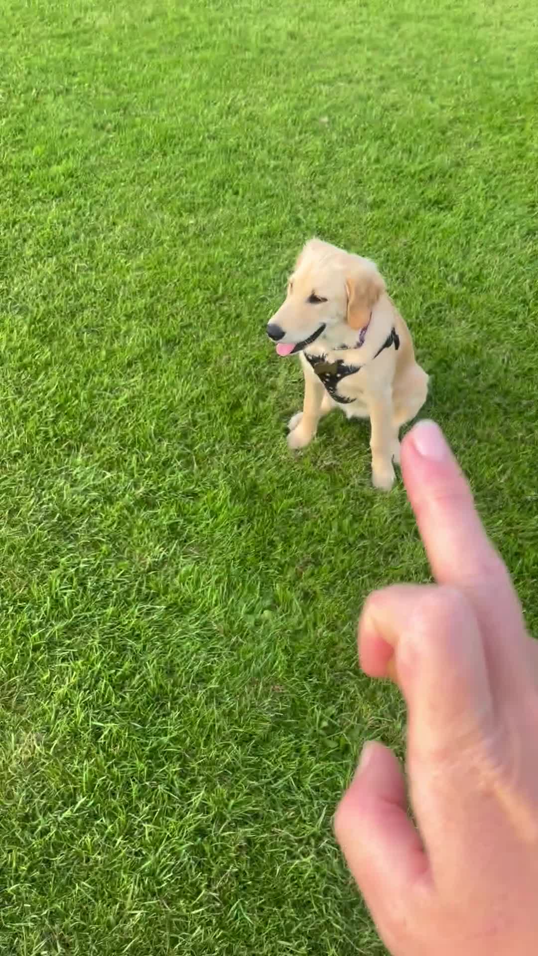 Golden Retriever dogs for sale: Golden retriever puppies - Video 1