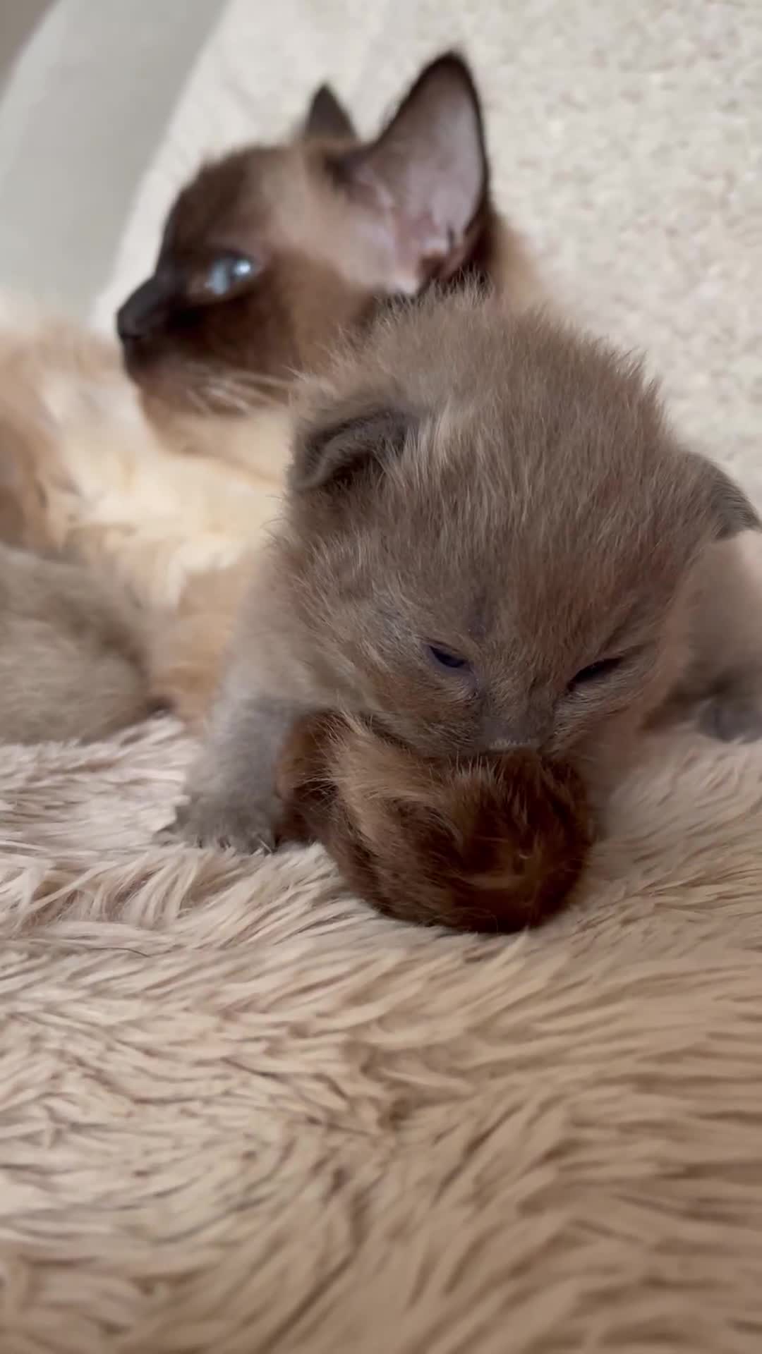 Ragdoll cats for sale: 5 Purebred kittens for SALE - Video 3