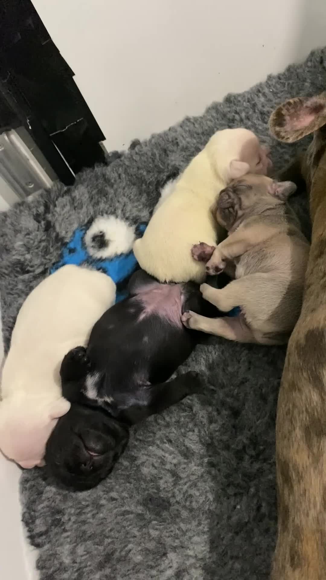 French Bulldog dogs for sale: Pink & Pink carrier French Bulldog puppies - Video 4